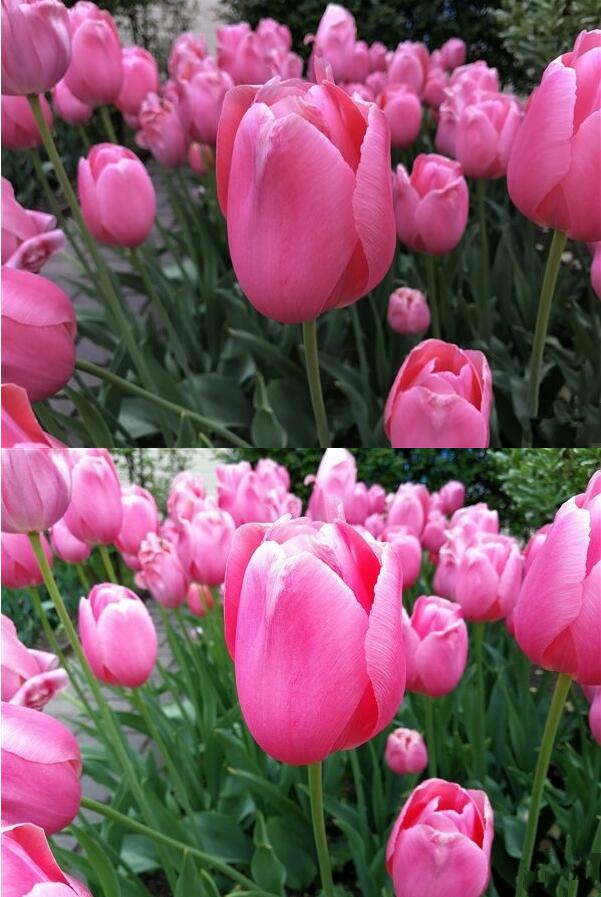 苹果在南半球国家开启返校促销:买 Mac 或 iPad Pro 赠送 Beats 耳机 苹果在南半球国家开启返校促销:买 Mac 或 iPad Pro 赠送 Beats 耳机